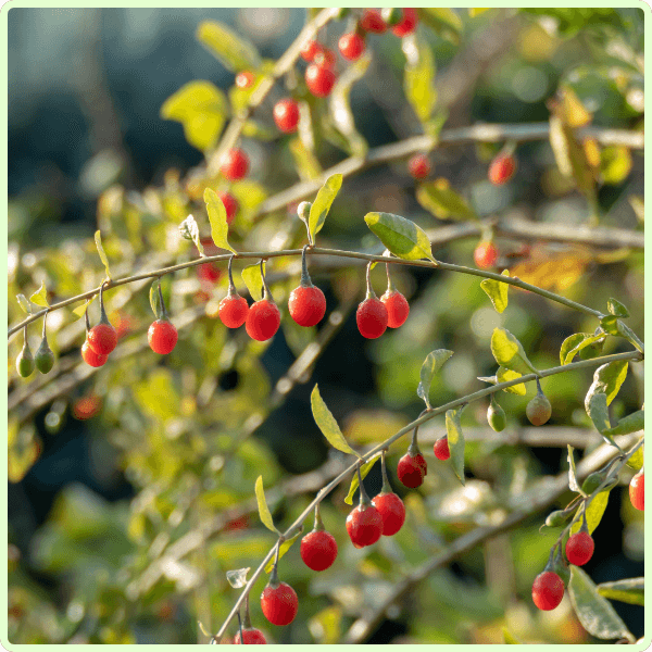 Gökçek Bitkisel Toz Ekstreleri Goji Berry Toz Ekstresi