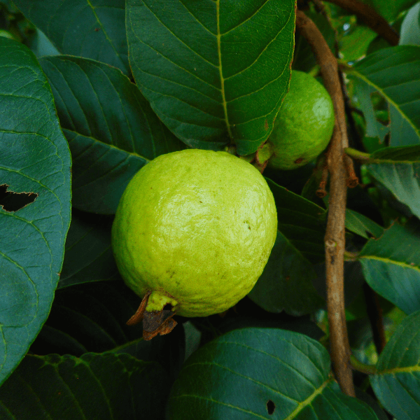 Gökçek Bitkisel Toz Ekstreleri Guava Toz Ekstresi