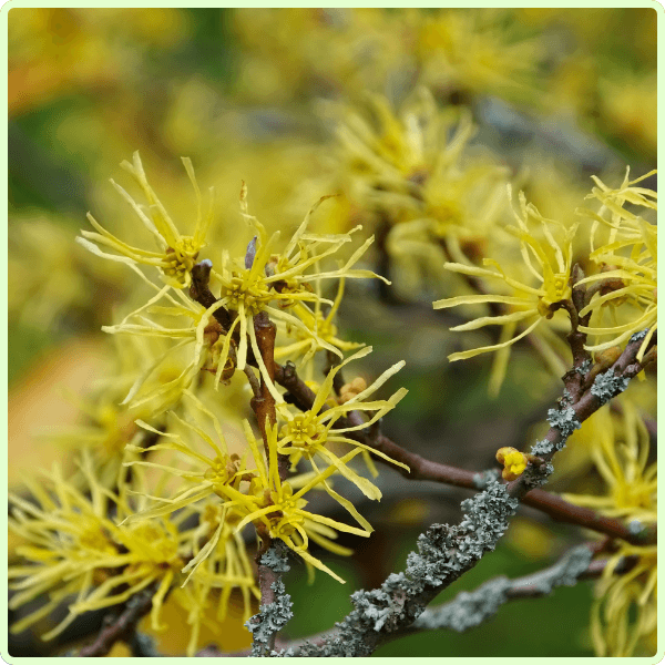 Gökçek Bitkisel Toz Ekstreleri Hamamelis Toz Ekstresi