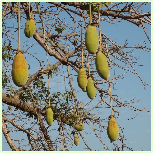 Gökçek Bitkisel Toz Ekstreleri Baobab Toz Ekstresi