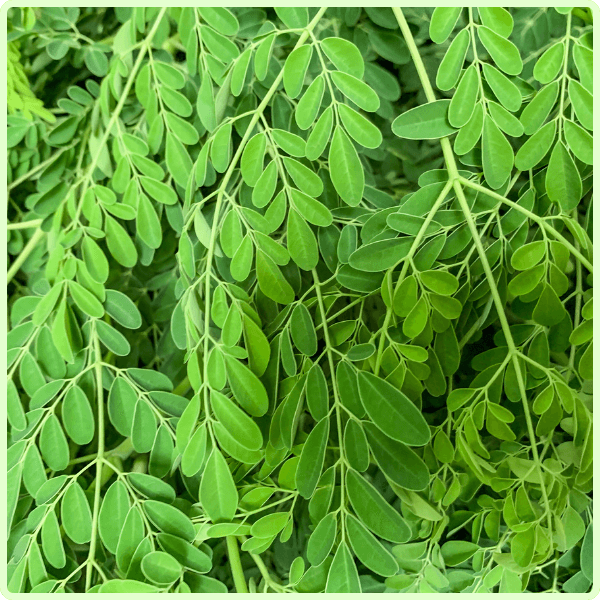 Gökçek Bitkisel Toz Ekstreleri Moringa Toz Ekstresi