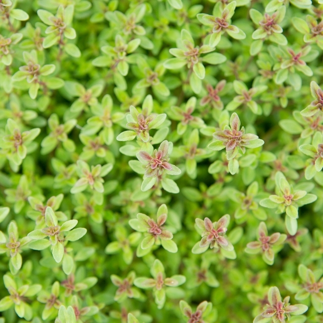 bilya kekik_oregano_Thymus_Vulgaris