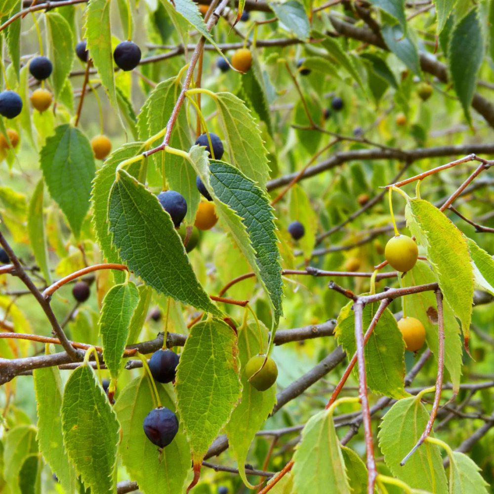 Çitlembik (Celtis Australis) Toz Ekstre